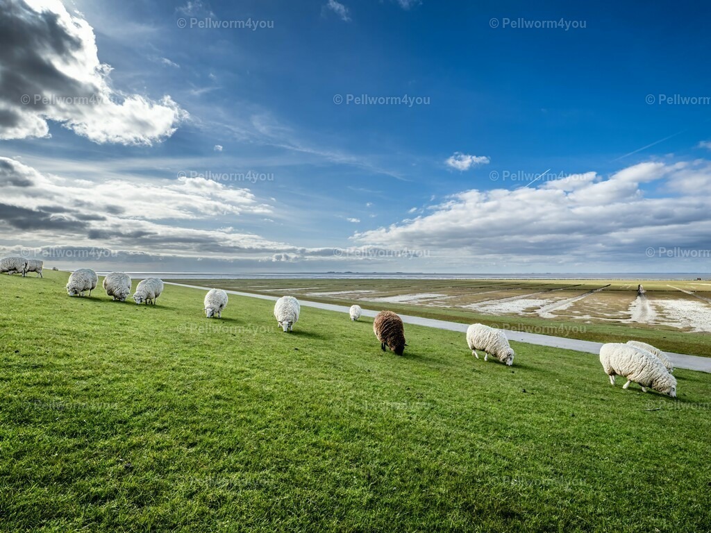 pellworm-kalender-2024-20-denoise-enhance-2x-sharpen | Pellwormer Bilder und Fotos als Poster, auf Leinwand mit Keilrahmen, hinter Acrylglas, auf Alu-Dibond oder Forex-Platte und vieles mehr. Zum verschenken, für die Ferienwohnung oder für zu Hause. - Realisiert mit Pictrs.com