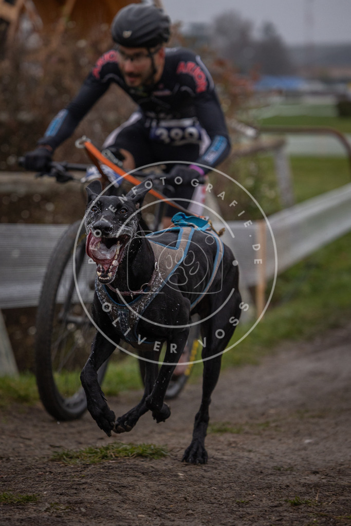 CaniXpix_0L8A1028 | Hundefotografie, Tierfotograf, Pfotenfotografie, Fotoshooting Hund, Hunde Portrait, Hundesport, Hundeportraits, Heideshooting, Hunde, Sportfotograf, Hundefotograf, Turnierhundsport, THS,  - Realisiert mit Pictrs.com