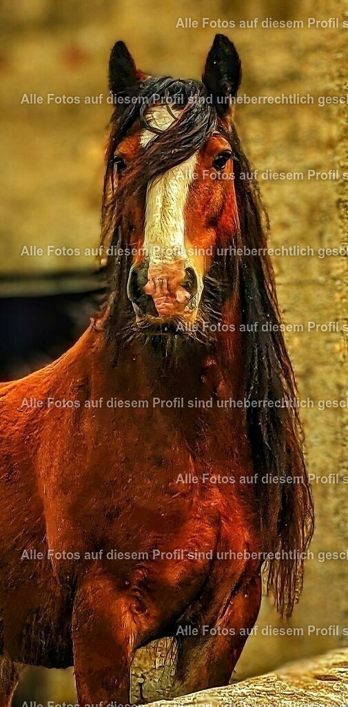 5c01991ad8f2c57e5db14d76306a2ecd | krollfotografie - Realisiert mit Pictrs.com