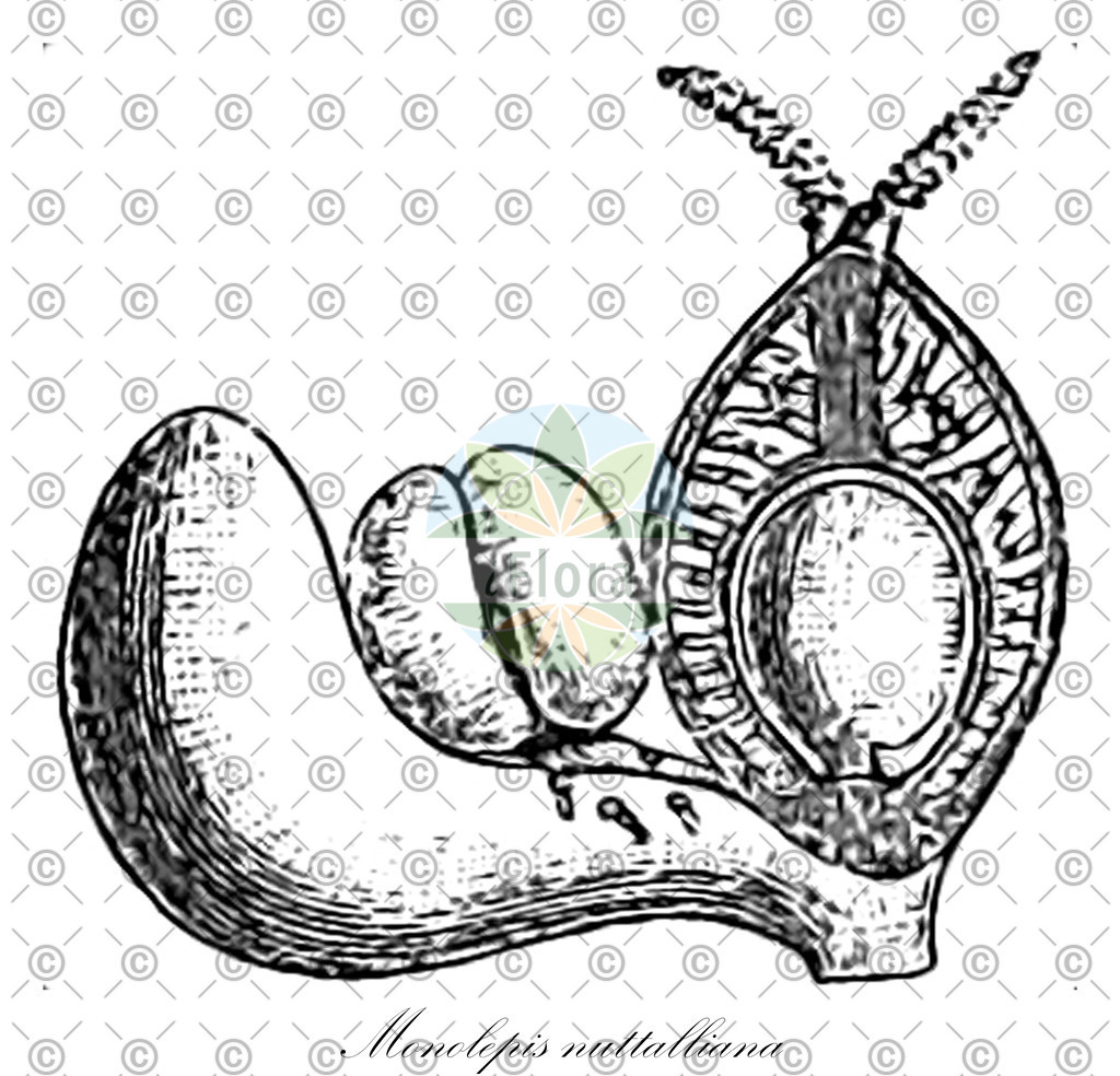 HistAbb_wfo-0001250496_1_ENZY_Simple | Historische Abbildung von Monolepis nuttalliana - Amaranthaceae | Historical Illustration of Monolepis nuttalliana - Amaranthaceae