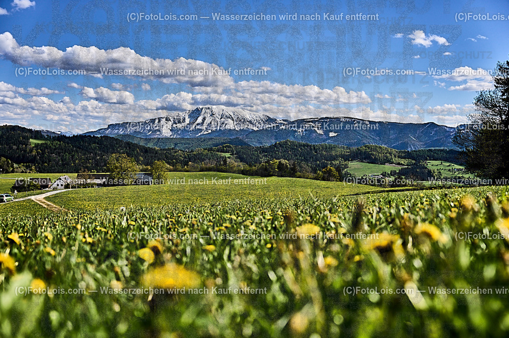 ALP4623_Ortbauer-Kraxenberg_weisser Oetscher | (C)FotoLois.com, Alois Spandl. Weißer ÖTSCHER im Frühling beim Ortbauer am Kraxenberg, Sa 27. April 2024.