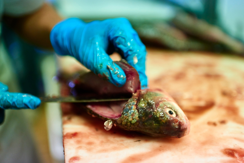 Detailaufnahmen in der Fischfabrik | San Feliciano, Italien - August 31, 2016: Lago Trasimeno: Pescheria Pescatori del Trasimeno; Detailaufnahmen in der Fischfarbrik. - Realisiert mit Pictrs.com