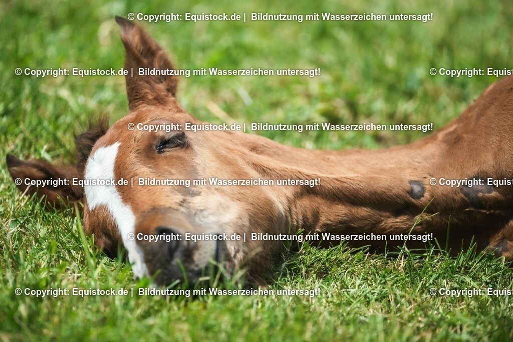 20210617_Fohlen_0292 | Foto: Thomas Hartig