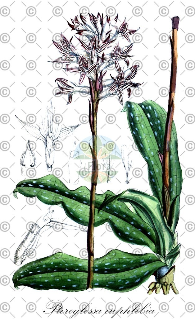 HistAbb_wfo-0001171539_1_ENZY_Simple | Historische Abbildung von Pteroglossa euphlebia - Orchidaceae | Historical Illustration of Pteroglossa euphlebia - Orchidaceae