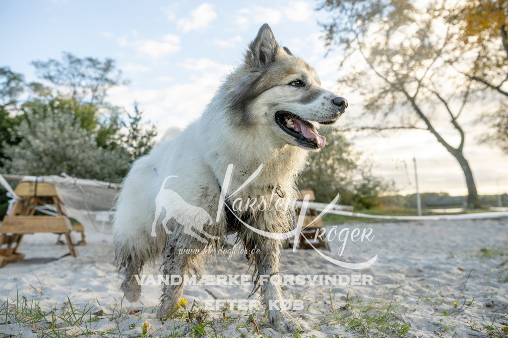 1643_ZZ98730 | kk-dogfotos