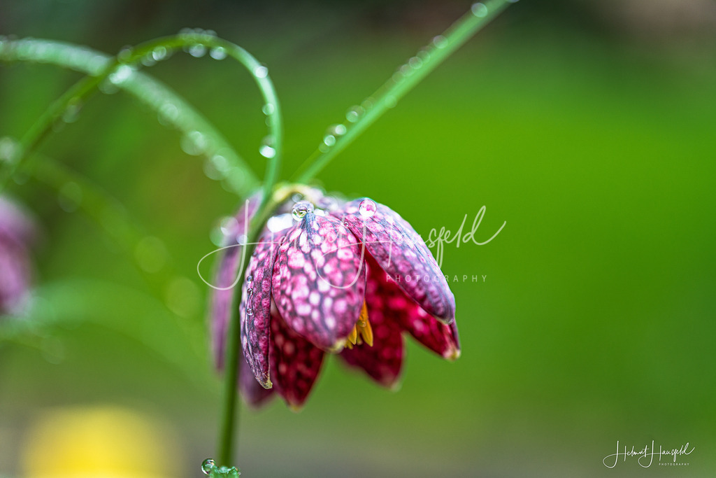 DSC03352 | Landschaftsfotografie, Naturfotografie - Realisiert mit Pictrs.com
