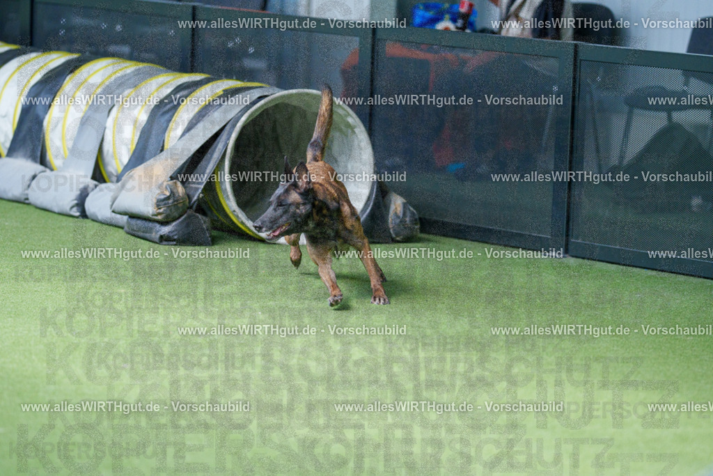 @allesWIRTHgut_Tierfotografie - www.allesWIRTHgut.de - 2604261404-7R503369 | Professionelle Tierfotografie in Mönchengladbach von Daniel Wirth (allesWIRTHgut). Liebevolle & natürliche Bilder von Hunden & Katzen für unvergessliche Erinnerungen.