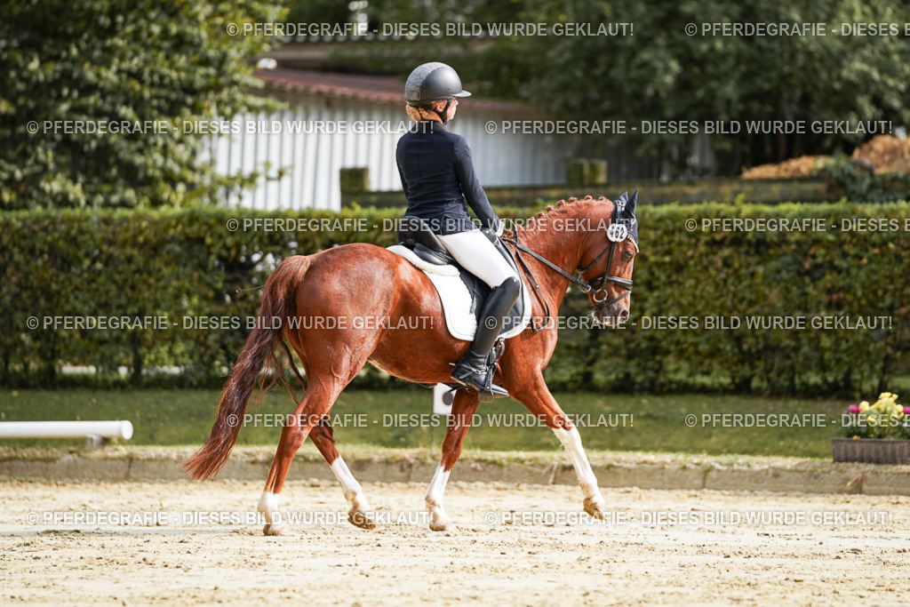 DSC04054 | Pferdegrafie