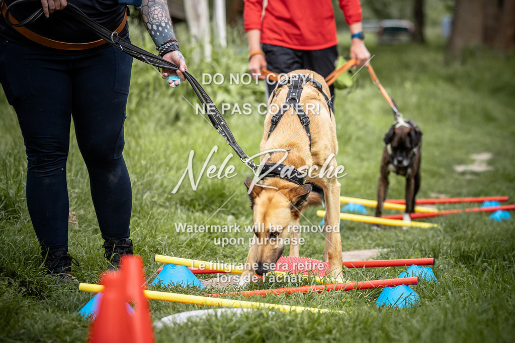 nelerasche_So-earlydog_12 | nelerasche