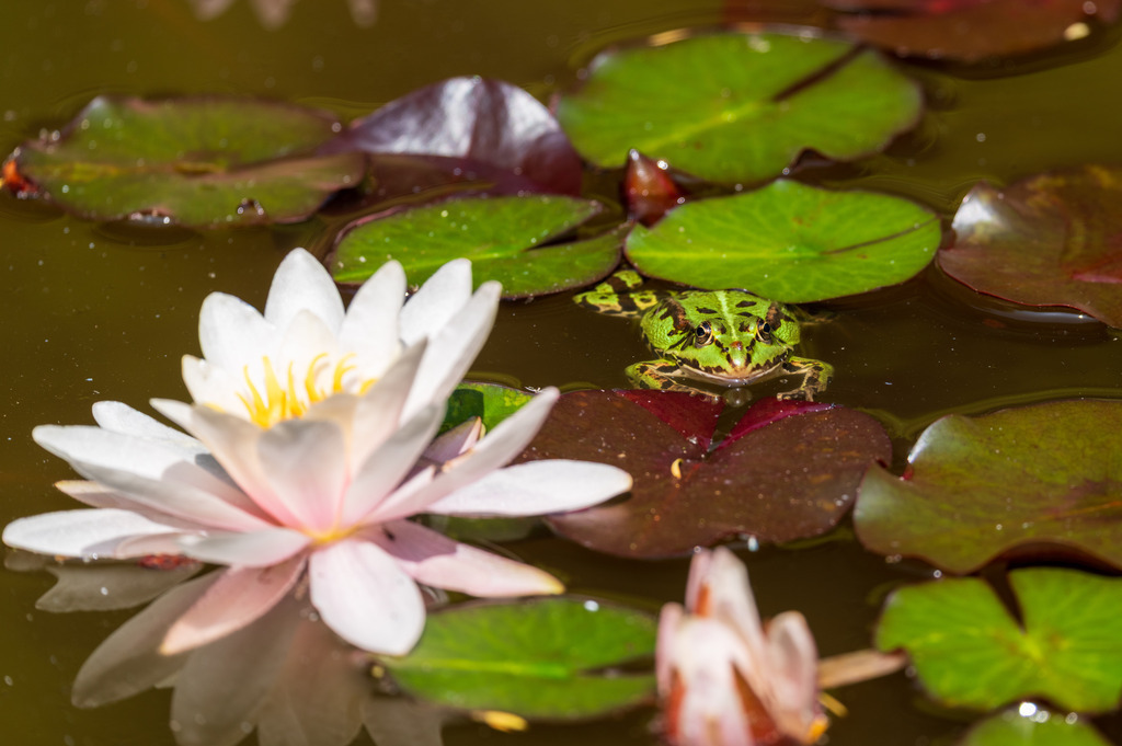 Frosch mit Seerose | pressefoto-homann - Realisiert mit Pictrs.com