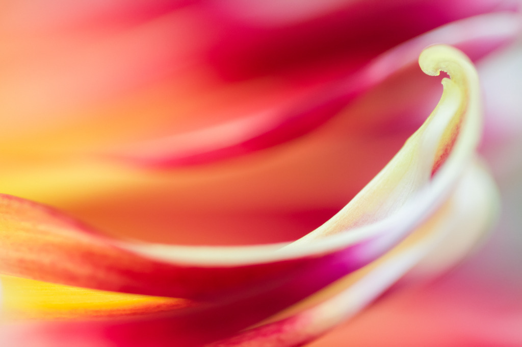 Geschwungenes Blatt einer Dahlienblüte | Best. Nr. d_2008_03_01519 - Realisiert mit Pictrs.com