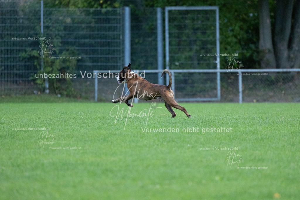 _16A4501 | Einzigartige Fotos von Hunden & Menschen –Actionfotos, Portraits, Vereinsaufnahmen & Paarshootings – authentisch, lebendig & mit Herz.