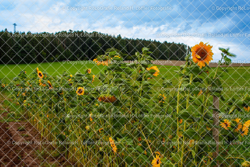 Gewöhnliche Sonnenblume_Helianthus annuus L._Familie-Asteraceae | Gewöhnliche Sonnenblume Helianthus annuus L. Aus der Familie der Asteraceae - Realisiert mit Pictrs.com