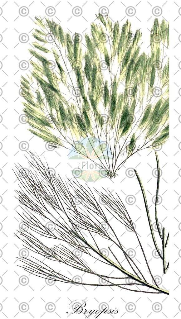 HistAbb_3DNY_1_ENZY_Simple | Historische Abbildung von Bryopsis - Bryopsidaceae (0) | Historical Illustration of Bryopsis - Bryopsidaceae (0)