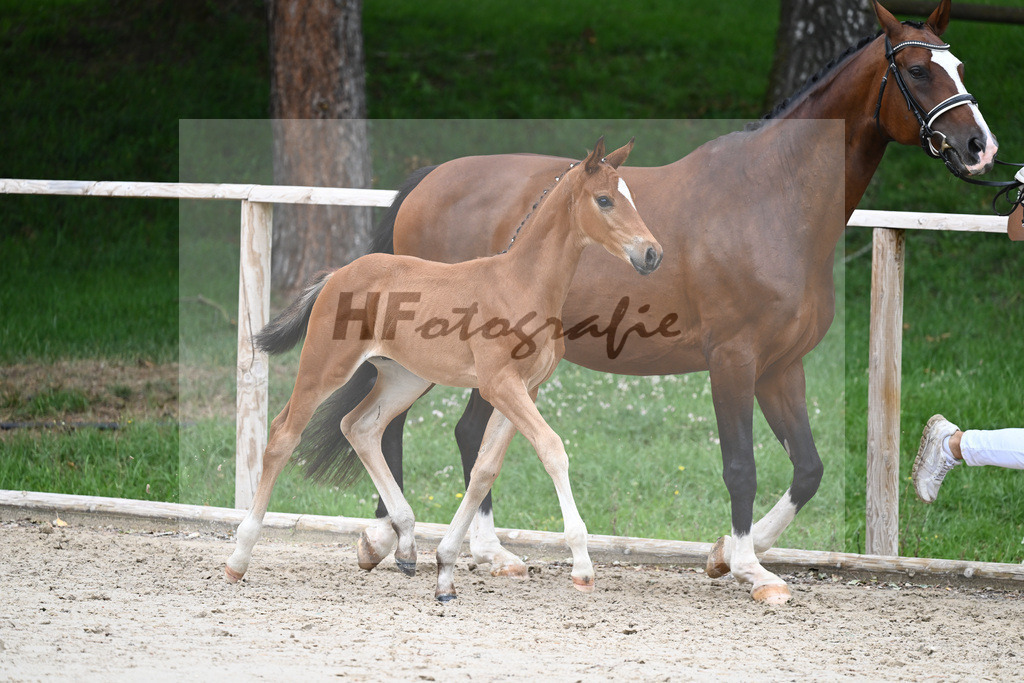 Kat-Nr. 32 HF Be my Dancer_Gut Schornreut Rieder_25230599 | hf-fotografie - Realisiert mit Pictrs.com
