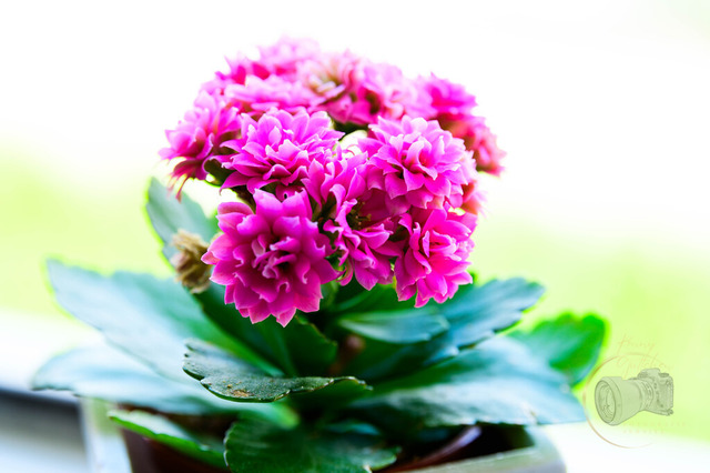 _DSC5598 | Shop für Prints Landschaftsfotografie Sächsische Schweiz Naturfotografie in Thüringen Fotos vom Findlingspark Nochten Kloster Sankt Marienstern Bilder Festung Königstein PanoramaRhododendronpark Kromlau FotogalerSchleswig-Holstein Küstenlandschaften