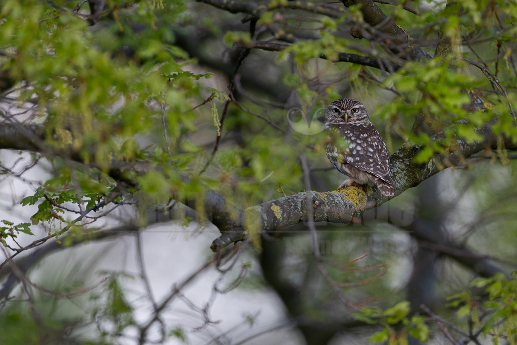 R5M27027_20260422 | Ein Steinkauz (Athene noctua) sitzt auf einem moosbewachsenen Ast in einem Laubbaum. Der kleine Vogel mit dem braun-weiß gefleckten Gefieder und den leuchtend gelben Augen blickt aufmerksam in die Kamera. Die umgebenden Äste sind mit frischen, grünen Blättern bedeckt, was auf den Frühling hindeutet. - Realisiert mit Pictrs.com