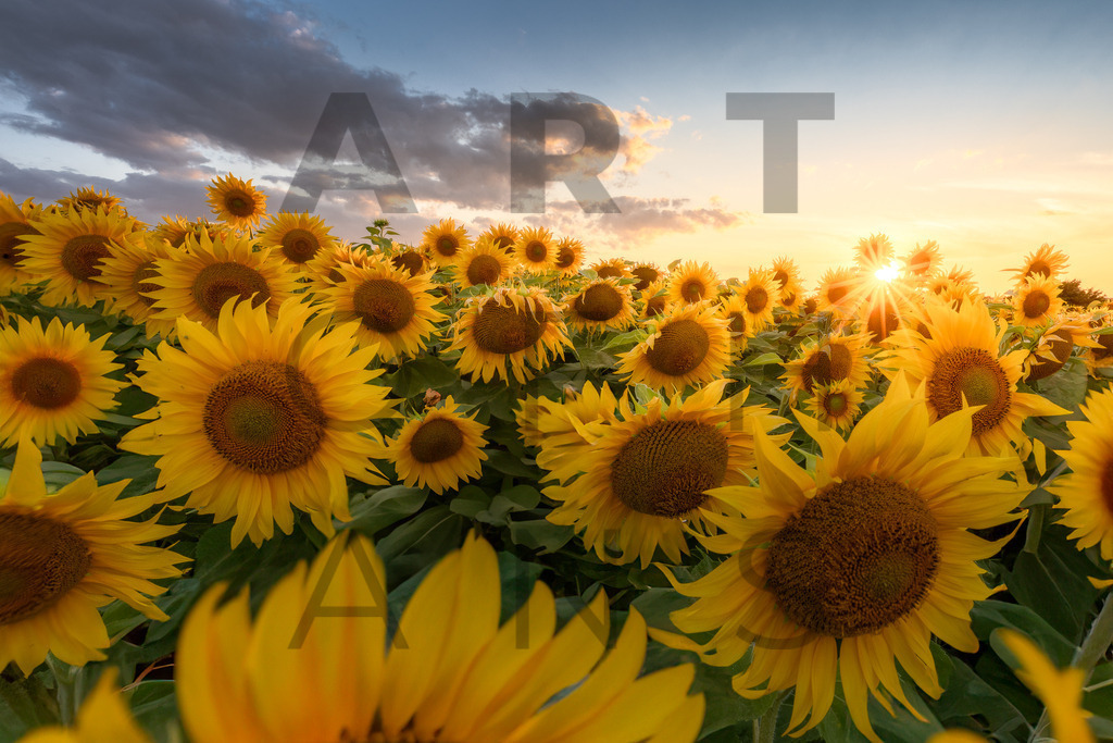 Ein Hans Fineart Original | Entdecke die Kunst von Hans Fineart - Fotografien für dein Zuhause. Verwandle deine Wände mit einzigartigen Kunstwerken und bringe die Schönheit der Welt in dein Leben. Bestelle jetzt und schaffe einen Ort der Inspiration und Eleganz.