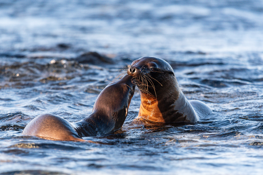 2019-12-13_163950_CB5_5757 | Ich fotografiere aus Leidenschaft auf meinen Reisen und im Rhein- / Ruhrgebiet , Landschaften, Tiere und Porträts. 

Kaufen Sie die Bilder (u.a. Venedig, Südtirol, Galapagos, Düsseldorf, Indien, Blumen etc.) in einer geschützten Galerie bequem online. - Realisiert mit Pictrs.com
