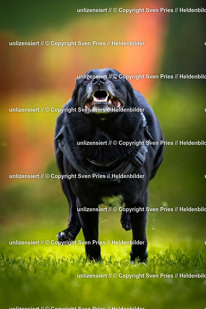 Sven Pries | 2025-09-21 - Hunderennen Baden-Oos - Realisiert mit Pictrs.com