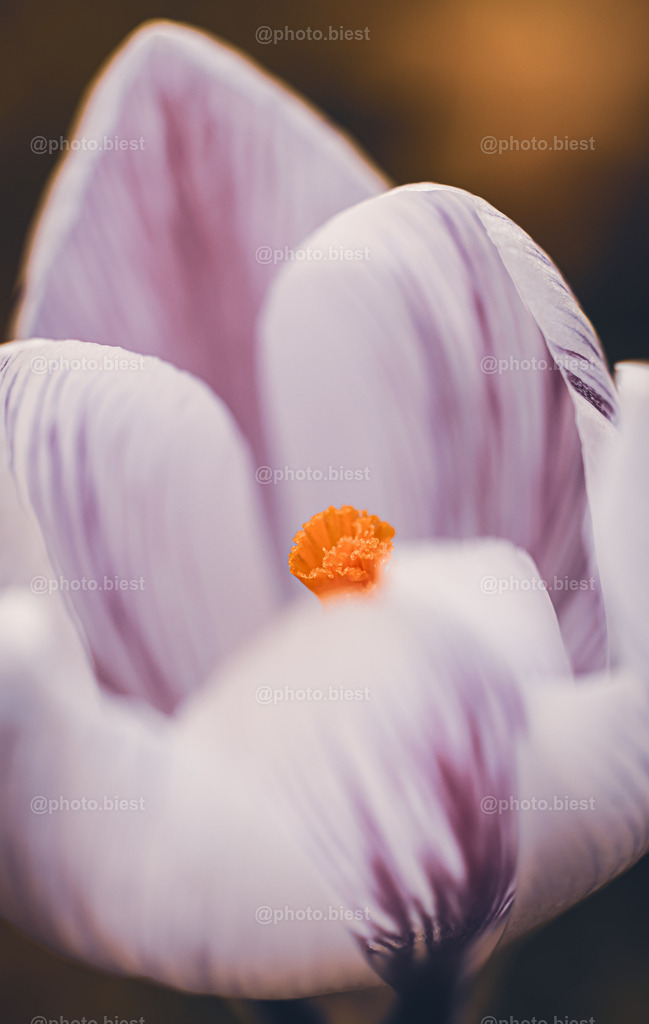 Krokusherz | Das Innere einer Krokusblüte. - Realisiert mit Pictrs.com