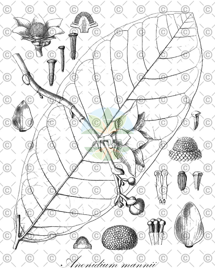 HistAbb_wfo-1000040059_1_ENZY_Simple | Historische Abbildung von Anonidium mannii - Annonaceae | Historical Illustration of Anonidium mannii - Annonaceae