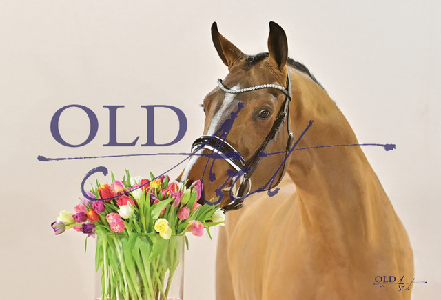 12 Ernesto DE433330259019 FE-Rpf Erdinger - Stedinger - Welt Hit II_12_a | <meta name="description" content="★Offizieller Merchandise und Foto-/Videostore des Oldenburger Verbandes.★ ✅Jetzt auch digital Ausdrucke erhältlich." />
<meta name="keywords" content="Merchandise Foto-/Videostore Oldenburger Verband Photographie 