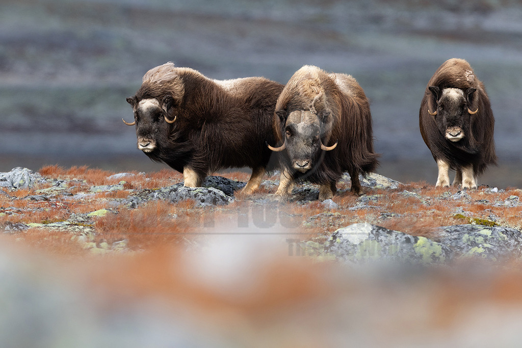 R5M26116_20260918 | Drei Moschusochsen (Ovibos moschatus) stehen auf einem felsigen, mit trockenen Gräsern und Flechten bewachsenen Gelände. Die Tiere blicken aufmerksam in die Ferne, ihre dicken, zotteligen Felle schützen sie vor den rauen Bedingungen der Tundra. Moschusochsen sind Wiederkäuer, die für ihr dichtes Unterfell, die sogenannte Qiviut, bekannt sind, welches sie extrem kälteresistent macht. Sie leben in Herden und sind typisch für arktische und subarktische Regionen. - Realisiert mit Pictrs.com