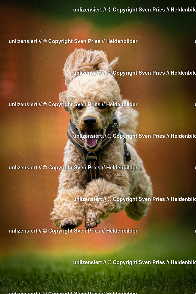 Sven Pries | 2025-09-21 - Hunderennen Baden-Oos - Realisiert mit Pictrs.com