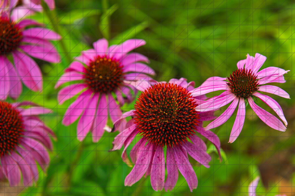 2023_08_13_HH-BOTANISCHER-GARTEN_MCP1372 | Hochwertig gedruckte Fotografien für die Wand, als Kalender und zum Verschenken. Hamburg & Norddeutschland und überall wo ich mit der Kamera unterwegs war.