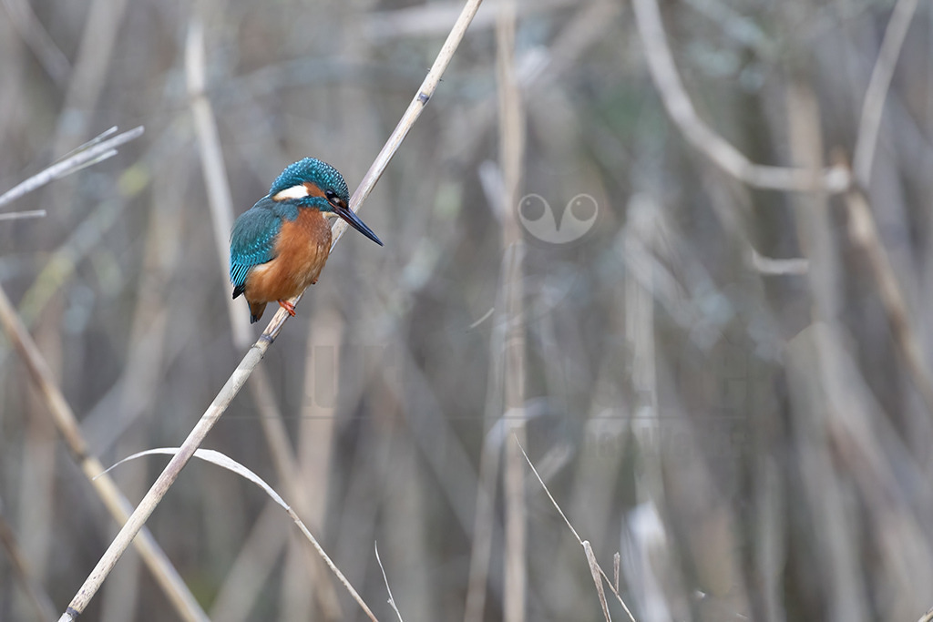 9H7A0601_20240101 | Der Eisvogel ist wahrscheinlich eine der schillerndsten einheimischen Vogelarten. Sein blau-oranges Gefieder ist ein echter Hingucker. Seine Nahrung basiert fast ausschließlich auf aquatisch lebenden Tieren, weshalb sein Vorkommen stark von nahrungsreichen und sauberen Gewässer abhängig ist. - Realisiert mit Pictrs.com