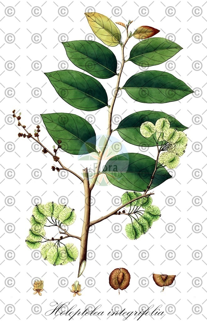 HistAbb_wfo-0000982904_1_ENZY_Simple | Historische Abbildung von Holoptelea integrifolia - Ulmaceae | Historical Illustration of Holoptelea integrifolia - Ulmaceae
