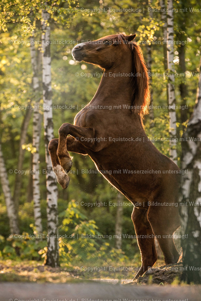 TS_20170425_Solido_Wald_0002 | Foto: Thomas Hartig