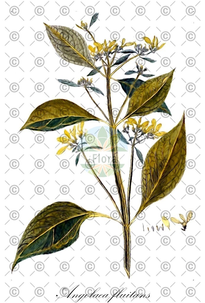 HistAbb_wfo-0000536542_377_ENZY_Simple | Historische Abbildung von Angolaea fluitans - Podostemaceae | Historical Illustration of Angolaea fluitans - Podostemaceae