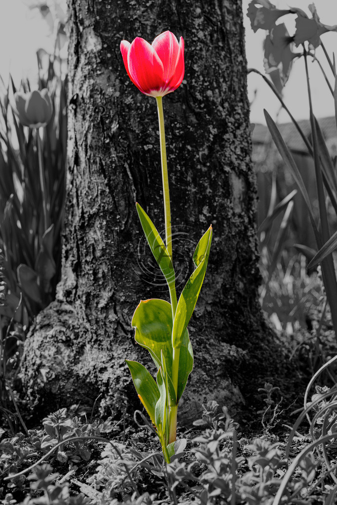 2023_04_22_7430 | Frank Herberich Fotografie, Frank Herberich, Fotografie, Hochzeit, Portrait, St. Peter Ording, Ording, Westerhever, Nordsee, Frank Fotografie, Hardheim,  Odenwald,Walldürn, Band,Eventfotografie - Realisiert mit Pictrs.com