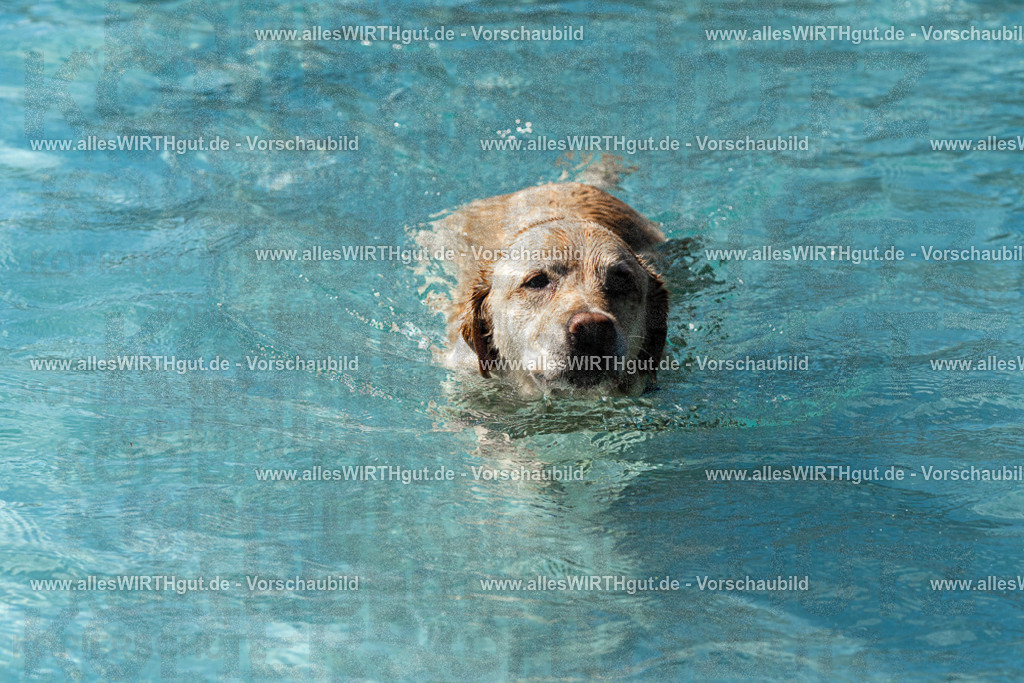 Hundeschwimmen_Volksbad_2026-allesWIRTHgut_Tierfotografie-2609061328-FAY06766 | Professionelle Tierfotografie in Mönchengladbach von Daniel Wirth (allesWIRTHgut). Liebevolle & natürliche Bilder von Hunden & Katzen für unvergessliche Erinnerungen.