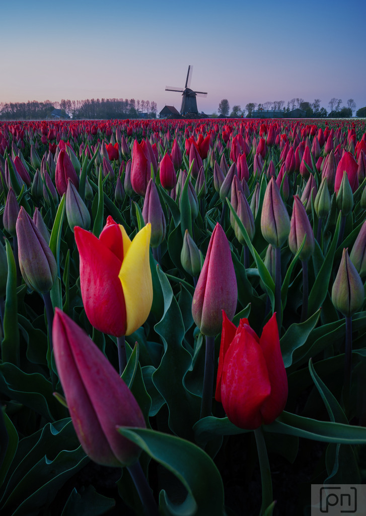 Tulips | Die Niederlande sind auch bekannt für ihre farbenfrohen Tulpenfelder, die im Frühling in leuchtenden Farben erblühen und einen bezaubernden Anblick bieten. Entdecken Sie die einzigartigen Orte und Wahrzeichen wie den Keukenhof, der als der schönste Frühlingsgarten der Welt gilt, und den berühmten Binnenhof in Den Haag, der das politische Herz des Landes darstellt.