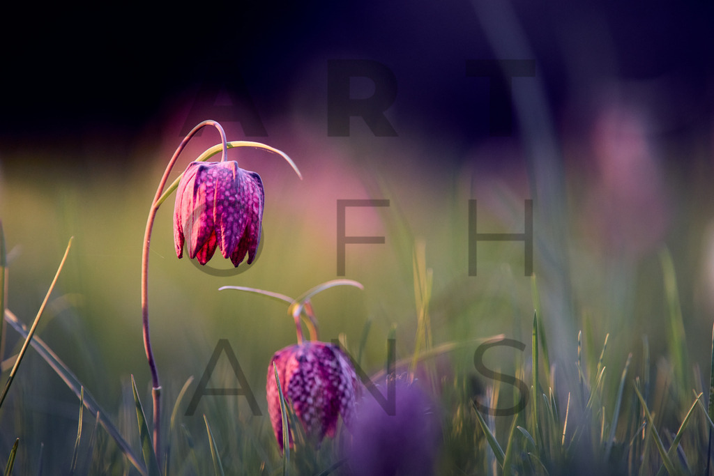 Ein Hans Fineart Original | Entdecke die Kunst von Hans Fineart - Fotografien für dein Zuhause. Verwandle deine Wände mit einzigartigen Kunstwerken und bringe die Schönheit der Welt in dein Leben. Bestelle jetzt und schaffe einen Ort der Inspiration und Eleganz.