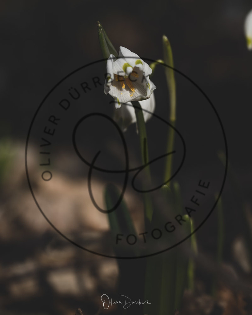 natur-pflanzen-15 | Shop für Kindergartenfotografie und andere Fotoprodukte von Oliver Dürrbeck Fotografie. - Realisiert mit Pictrs.com