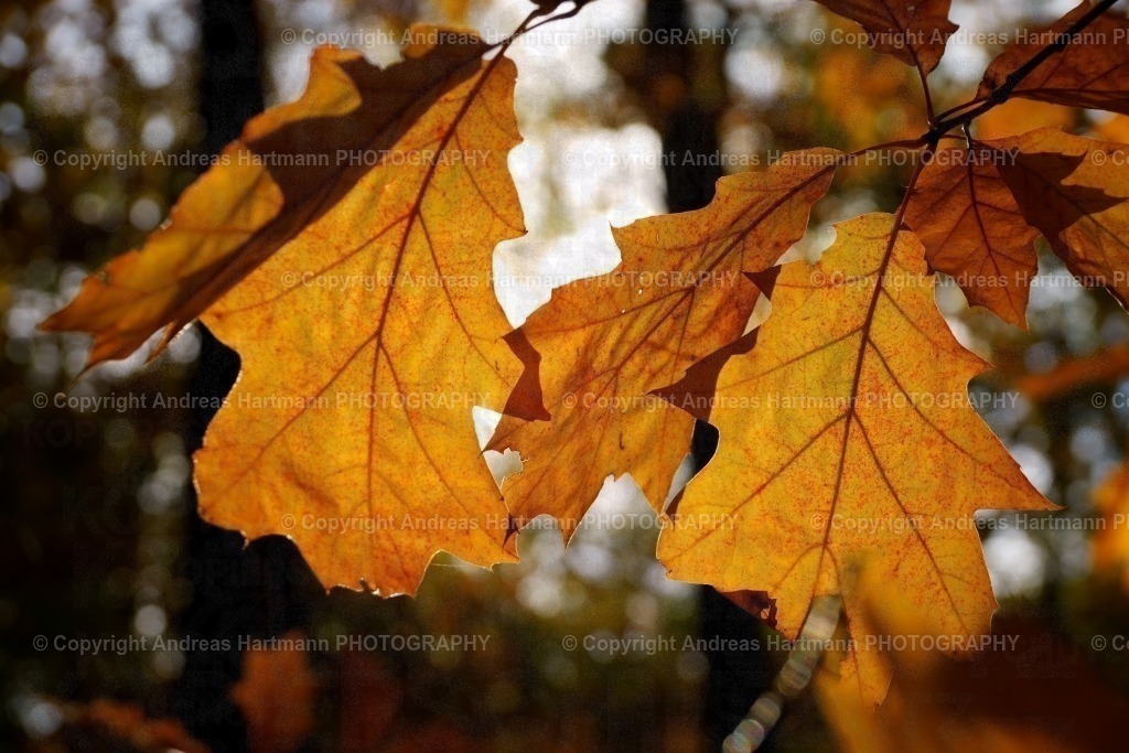 Eichenblätter im Herbst | Eichenblätter im Herbst - Realisiert mit Pictrs.com