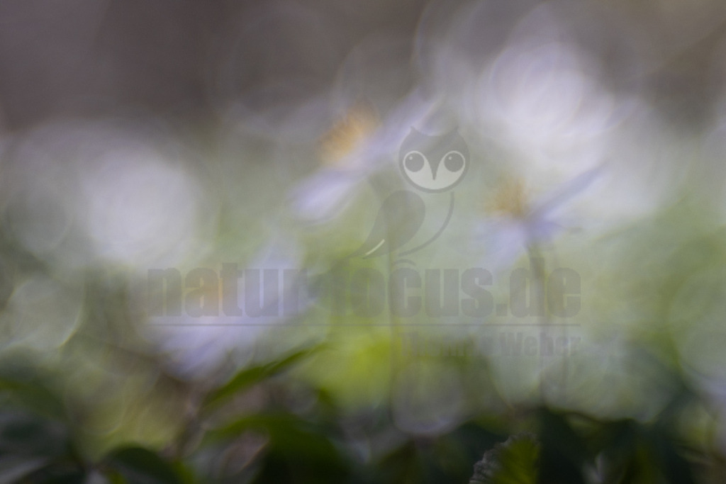 20220411112910 | Das Busch-Windröschen zählt zu den Frühjahrsboten und ist ein vertrauter Anblick, den viele von ihren Spaziergängen im Wald kennen. Denn wenn (bot.) Anemone nemorosa anfängt zu blühen, entfaltet es im Frühjahr wahre Blütenteppiche in Laubwäldern und unter Gehölzgruppen im Garten. Ab März leuchten die weißen Sternenblüten verheißungsvoll aus dem Laub hervor und rufen dem Betrachter förmlich entgegen, dass der Frühling nicht mehr weit ist. - Realisiert mit Pictrs.com