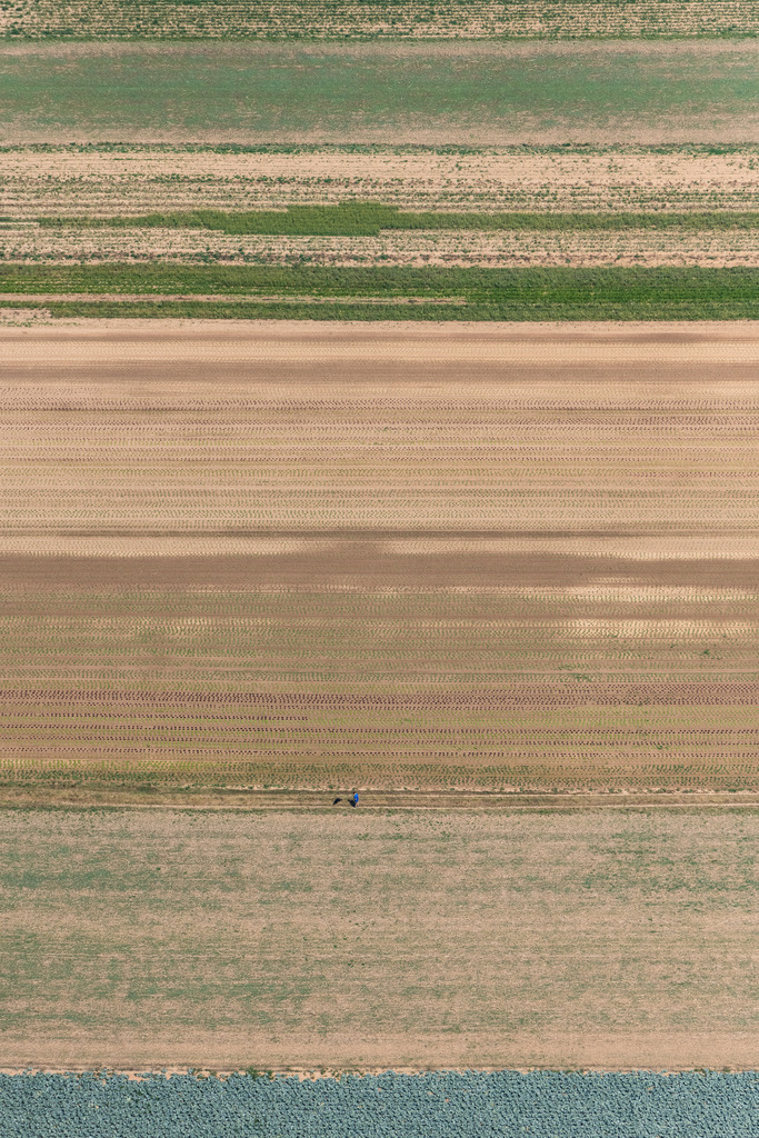 dr__0015945.jpg | FILDERSTADT 03.08.2018 Strukturen auf landwirtschaftlichen Feldern mit Salat und Kohl bepflanzt in Filderstadt im Bundesland Baden-Württemberg, Deutschland. // Structures on agricultural fields with Salat and Kohl bepflanzt in Filderstadt in the state Baden-Wurttemberg, Germany. Foto: Daniel Reiter