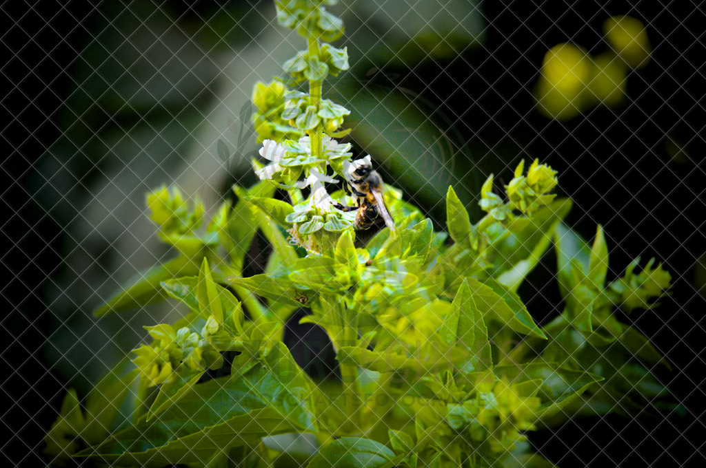 DSC_7346 | Wir bieten diverse Fotodrucke und Produkte entweder bereits vorgefertigter und selbstgeschossener Motive, sowie auch die Möglichkeit eigene Motive auf diverse Foto- und Wandbildartikel zu drucken. Eigene Uploads finden Sie im Warenkorb oder am unteren End - Realisiert mit Pictrs.com