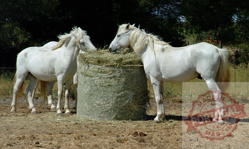 Camargue horses eating hay bale on a farm | Two white Camargue horses feeding from a round hay bale in a dry pasture - Realized with Pictrs.com