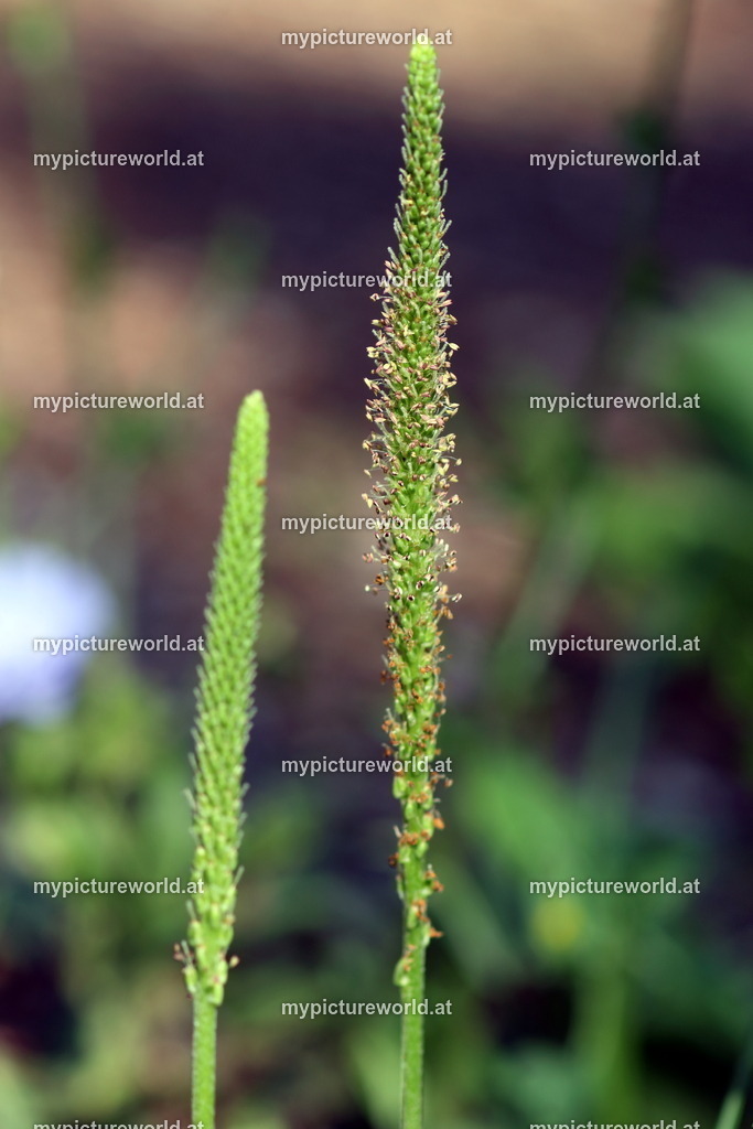 Breitwegerich-002 | Das Bilderarchiv über Tiere, Planzen und Landschaften. In der Bilddatenbank finden Sie ein große Auswahl an hochwertigen Bilder für Ihre Werbung - Realisiert mit Pictrs.com