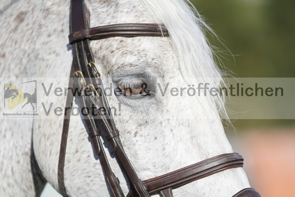 _MG_8186 | equestrian-live-com