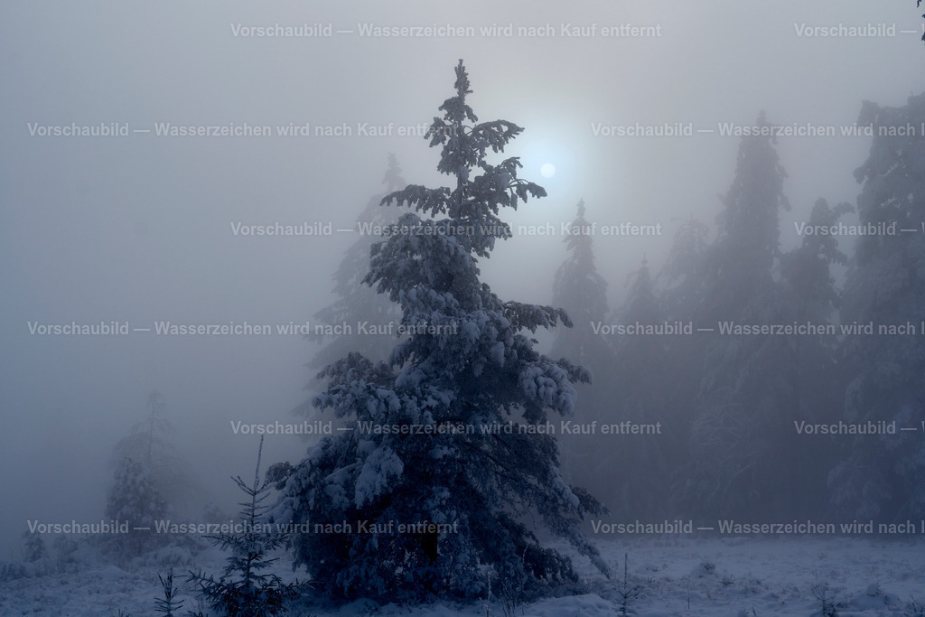 Tannen im Winter | Bei der Hornisgrinde an der Schwarzwaldhochstraße - Realisiert mit Pictrs.com