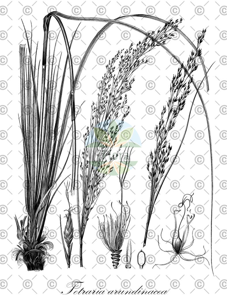 HistAbb_wfo-0001138382_1_ENZY_Simple | Historische Abbildung von Tetraria arundinacea - Cyperaceae | Historical Illustration of Tetraria arundinacea - Cyperaceae