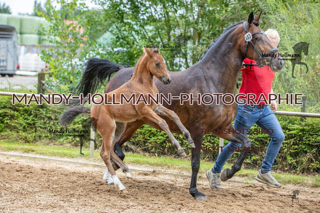 IMG_7644 | mandyhollmannphotographie