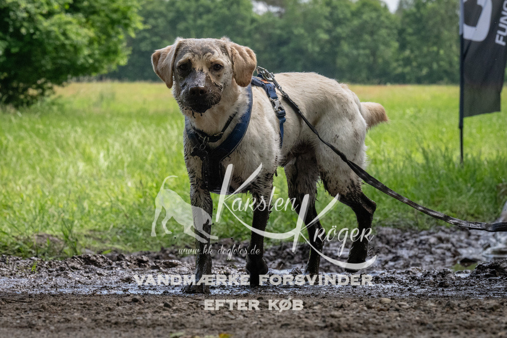 1144_ZZ94308 | kk-dogfotos